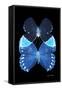 Miss Butterfly Duo Heboformo II - X-Ray Black Edition-Philippe Hugonnard-Framed Stretched Canvas