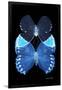 Miss Butterfly Duo Heboformo II - X-Ray Black Edition-Philippe Hugonnard-Framed Photographic Print