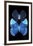 Miss Butterfly Duo Heboformo II - X-Ray Black Edition-Philippe Hugonnard-Framed Photographic Print