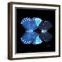 Miss Butterfly Duo Heboformo Sq - X-Ray Black Edition-Philippe Hugonnard-Framed Photographic Print