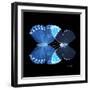 Miss Butterfly Duo Heboformo Sq - X-Ray Black Edition-Philippe Hugonnard-Framed Photographic Print