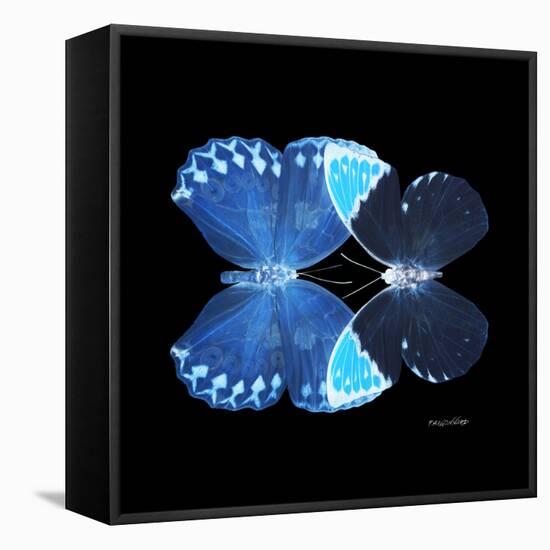 Miss Butterfly Duo Heboformo Sq - X-Ray Black Edition-Philippe Hugonnard-Framed Stretched Canvas