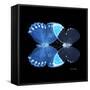 Miss Butterfly Duo Heboformo Sq - X-Ray Black Edition-Philippe Hugonnard-Framed Stretched Canvas