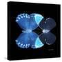 Miss Butterfly Duo Heboformo Sq - X-Ray Black Edition-Philippe Hugonnard-Stretched Canvas