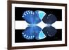 Miss Butterfly Duo Heboformo - X-Ray B&W Edition II-Philippe Hugonnard-Framed Photographic Print