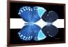 Miss Butterfly Duo Heboformo - X-Ray B&W Edition II-Philippe Hugonnard-Framed Photographic Print