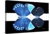 Miss Butterfly Duo Heboformo - X-Ray B&W Edition II-Philippe Hugonnard-Stretched Canvas