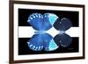 Miss Butterfly Duo Heboformo - X-Ray B&W Edition II-Philippe Hugonnard-Framed Photographic Print