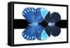 Miss Butterfly Duo Heboformo - X-Ray B&W Edition-Philippe Hugonnard-Framed Stretched Canvas