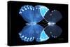 Miss Butterfly Duo Heboformo - X-Ray Black Edition-Philippe Hugonnard-Stretched Canvas