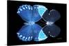 Miss Butterfly Duo Heboformo - X-Ray Black Edition-Philippe Hugonnard-Stretched Canvas