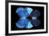 Miss Butterfly Duo Heboformo - X-Ray Black Edition-Philippe Hugonnard-Framed Photographic Print