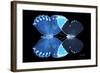 Miss Butterfly Duo Heboformo - X-Ray Black Edition-Philippe Hugonnard-Framed Photographic Print