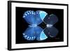 Miss Butterfly Duo Heboformo - X-Ray Black Edition-Philippe Hugonnard-Framed Photographic Print