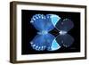 Miss Butterfly Duo Heboformo - X-Ray Black Edition-Philippe Hugonnard-Framed Photographic Print