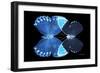 Miss Butterfly Duo Heboformo - X-Ray Black Edition-Philippe Hugonnard-Framed Photographic Print