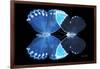 Miss Butterfly Duo Heboformo - X-Ray Black Edition-Philippe Hugonnard-Framed Photographic Print