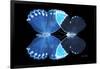 Miss Butterfly Duo Heboformo - X-Ray Black Edition-Philippe Hugonnard-Framed Photographic Print