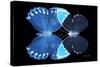 Miss Butterfly Duo Heboformo - X-Ray Black Edition-Philippe Hugonnard-Stretched Canvas