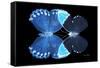 Miss Butterfly Duo Heboformo - X-Ray Black Edition-Philippe Hugonnard-Framed Stretched Canvas