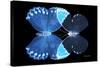 Miss Butterfly Duo Heboformo - X-Ray Black Edition-Philippe Hugonnard-Stretched Canvas