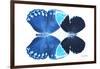 Miss Butterfly Duo Heboformo - X-Ray White Edition-Philippe Hugonnard-Framed Photographic Print