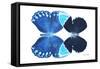 Miss Butterfly Duo Heboformo - X-Ray White Edition-Philippe Hugonnard-Framed Stretched Canvas