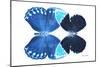 Miss Butterfly Duo Heboformo - X-Ray White Edition-Philippe Hugonnard-Mounted Photographic Print