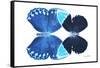 Miss Butterfly Duo Heboformo - X-Ray White Edition-Philippe Hugonnard-Framed Stretched Canvas