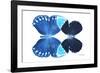 Miss Butterfly Duo Heboformo - X-Ray White Edition-Philippe Hugonnard-Framed Photographic Print