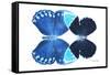 Miss Butterfly Duo Heboformo - X-Ray White Edition-Philippe Hugonnard-Framed Stretched Canvas