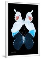 Miss Butterfly Duo Hermosana II - X-Ray Black Edition-Philippe Hugonnard-Framed Premium Photographic Print