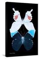 Miss Butterfly Duo Hermosana II - X-Ray Black Edition-Philippe Hugonnard-Stretched Canvas