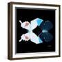 Miss Butterfly Duo Hermosana Sq - X-Ray Black Edition-Philippe Hugonnard-Framed Photographic Print