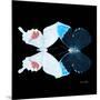 Miss Butterfly Duo Hermosana Sq - X-Ray Black Edition-Philippe Hugonnard-Mounted Premium Photographic Print