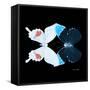 Miss Butterfly Duo Hermosana Sq - X-Ray Black Edition-Philippe Hugonnard-Framed Stretched Canvas