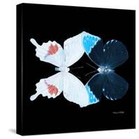 Miss Butterfly Duo Hermosana Sq - X-Ray Black Edition-Philippe Hugonnard-Stretched Canvas