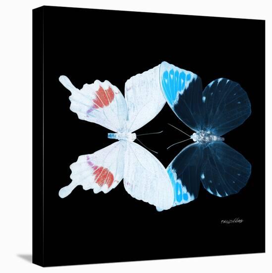 Miss Butterfly Duo Hermosana Sq - X-Ray Black Edition-Philippe Hugonnard-Stretched Canvas