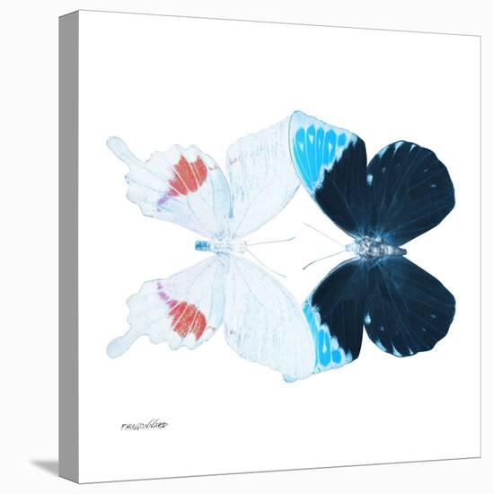 Miss Butterfly Duo Hermosana Sq - X-Ray White Edition-Philippe Hugonnard-Stretched Canvas