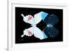 Miss Butterfly Duo Hermosana - X-Ray Black Edition-Philippe Hugonnard-Framed Photographic Print