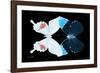 Miss Butterfly Duo Hermosana - X-Ray Black Edition-Philippe Hugonnard-Framed Photographic Print