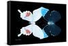 Miss Butterfly Duo Hermosana - X-Ray Black Edition-Philippe Hugonnard-Framed Stretched Canvas