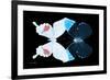 Miss Butterfly Duo Hermosana - X-Ray Black Edition-Philippe Hugonnard-Framed Photographic Print