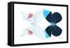 Miss Butterfly Duo Hermosana - X-Ray White Edition-Philippe Hugonnard-Framed Stretched Canvas