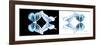 Miss Butterfly Duo Melaxhus Pan - X-Ray White Edition III-Philippe Hugonnard-Framed Photographic Print