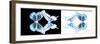 Miss Butterfly Duo Melaxhus Pan - X-Ray White Edition III-Philippe Hugonnard-Framed Photographic Print