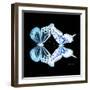 Miss Butterfly Duo Melaxhus Sq - X-Ray Black Edition-Philippe Hugonnard-Framed Photographic Print