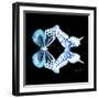 Miss Butterfly Duo Melaxhus Sq - X-Ray Black Edition-Philippe Hugonnard-Framed Photographic Print