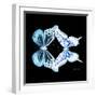 Miss Butterfly Duo Melaxhus Sq - X-Ray Black Edition-Philippe Hugonnard-Framed Photographic Print