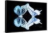 Miss Butterfly Duo Melaxhus - X-Ray Black Edition-Philippe Hugonnard-Framed Stretched Canvas